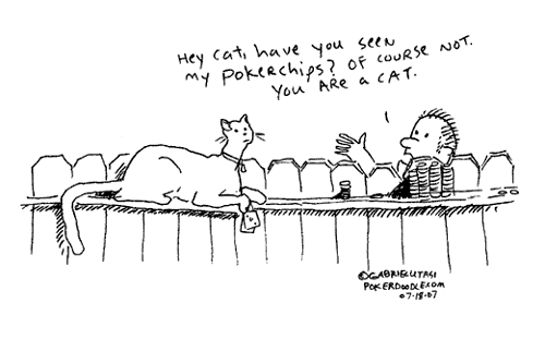 hey cat